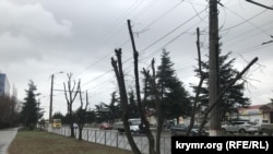 Деревья на проспекте Победы в Симферополе после обрезки