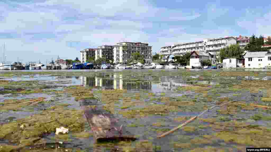 Вода в бухте цветет и зарастает водорослями